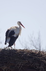 Cigogne blanche - Ciconia ciconia