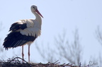 Cigogne blanche - Ciconia ciconia