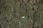 Cigogne blanche - Ciconia ciconia