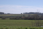 Cigogne blanche - Ciconia ciconia