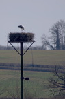 Cigogne blanche - Ciconia ciconia