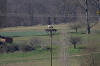 Cigogne blanche - Ciconia ciconia