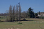Cigogne blanche - Ciconia ciconia