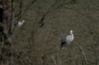 Cigogne blanche - Ciconia ciconia