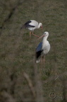 Cigogne blanche - Ciconia ciconia