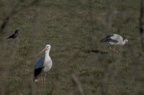 Cigogne blanche - Ciconia ciconia