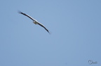 Cigogne blanche - Ciconia ciconia