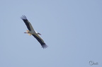 Cigogne blanche - Ciconia ciconia