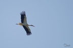Cigogne blanche - Ciconia ciconia