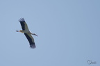 Cigogne blanche - Ciconia ciconia