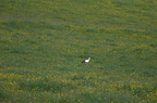Cigogne blanche - Ciconia ciconia