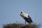 Cigogne blanche - Ciconia ciconia