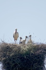 Cigogne blanche - Ciconia ciconia
