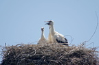 Cigogne blanche - Ciconia ciconia