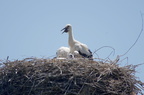 Cigogne blanche - Ciconia ciconia