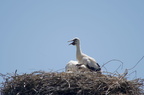 Cigogne blanche - Ciconia ciconia
