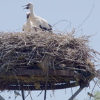 Cigogne blanche - Ciconia ciconia