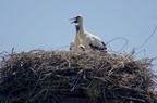 Cigogne blanche - Ciconia ciconia
