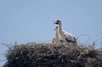 Cigogne blanche - Ciconia ciconia