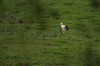 Cigogne blanche - Ciconia ciconia