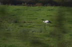 Cigogne blanche - Ciconia ciconia