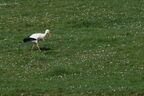 Cigogne blanche - Ciconia ciconia