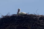 Cigogne blanche - Ciconia ciconia