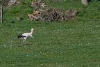 Cigogne blanche - Ciconia ciconia