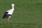 Cigogne blanche - Ciconia ciconia