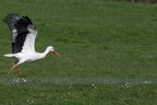 Cigogne blanche - Ciconia ciconia