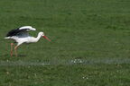 Cigogne blanche - Ciconia ciconia