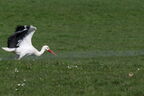 Cigogne blanche - Ciconia ciconia