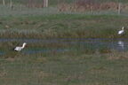 Cigogne blanche - Ciconia ciconia