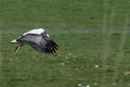 Cigogne blanche - Ciconia ciconia