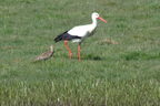 Cigogne blanche - Ciconia ciconia
