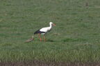 Cigogne blanche - Ciconia ciconia