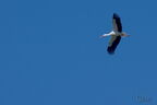 Cigogne blanche - Ciconia ciconia