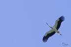 Cigogne blanche - Ciconia ciconia
