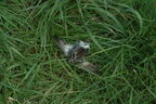 Moineau domestique - Passer domesticus