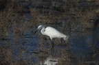 20130106010236-fef39dcf