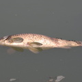 Carpe commune - Cyprinus carpio
