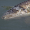 Carpe commune - Cyprinus carpio