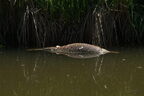 Carpe miroir - Cyprinus carpio carpio