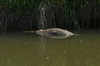 Carpe miroir - Cyprinus carpio carpio