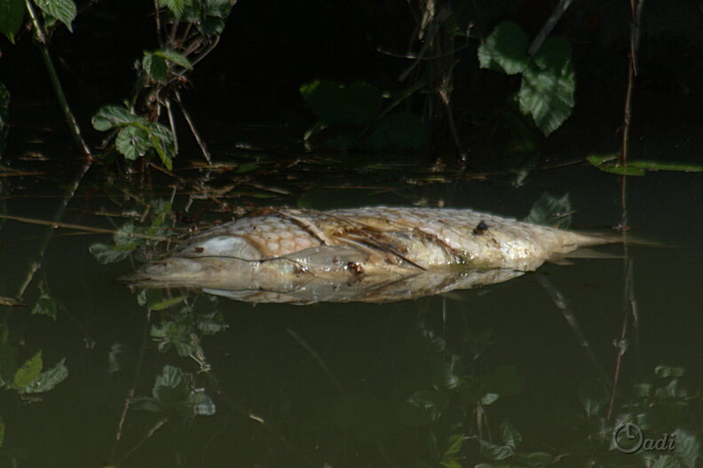 K3II2392_v2.JPG