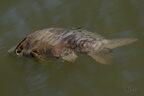 Carpe miroir - Cyprinus carpio carpio