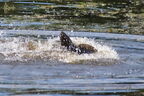 Carpe commune - Cyprinus carpio