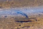 Chevesne (Chevaine commun) - Squalius cephalus