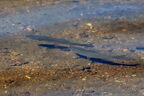 Chevesne (Chevaine commun) - Squalius cephalus