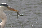 Anguilliformes